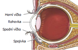 Přední část oka